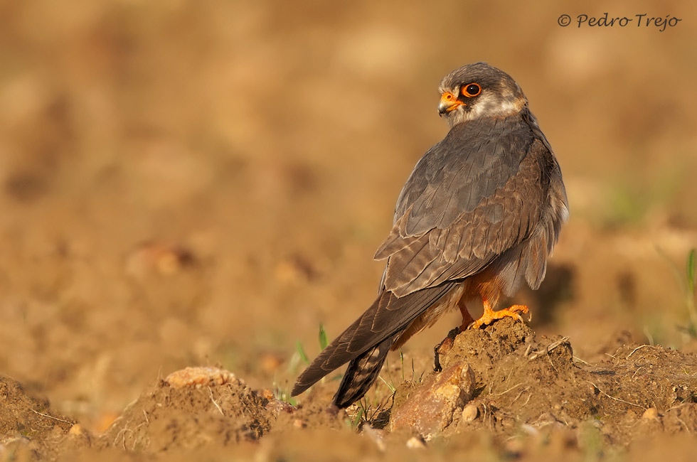 Cernicalo patirrojo (Falco vespertinus)